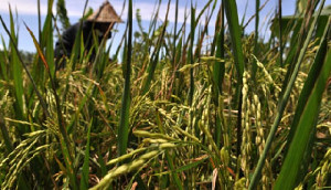 Indonesia Miliki Luas Panen Padi Capai 10,45 Juta Hektar pada 2022