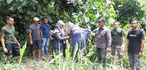 Gajah yang Terkena Jerat di Wilayah Panggong Aceh Jaya Diobati