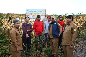 Pj Bupati Iswanto Panen Perdana Jagung Hibrida di Mureu, Produksi Capai 8,6 Ton/Hektare