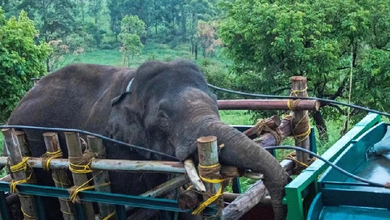 Tewaskan Tujuh Orang, Gajah Liar Direlokasi ke Suaka Harimau di India