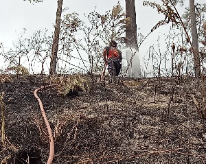 Kebakaran di Linge Aceh Tengah, Dua Hektare Hutan Pinus Ludes Dilalap Api