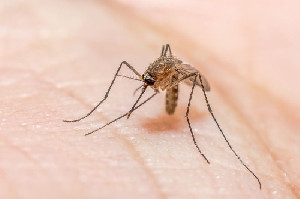 Kasus Malaria Terjadi di Florida dan Texas, AS Beri Peringatan Kesehatan