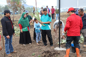 Cabdisdik Aceh Tengah Tanam Nanas Tiga Hektare di Lahan Tidur SMKN 2