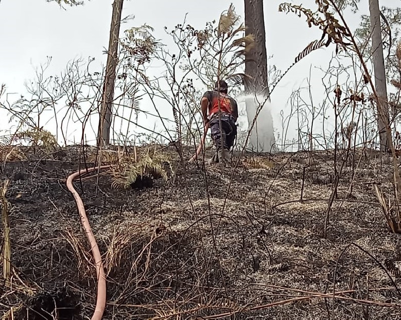 Kebakaran di Linge Aceh Tengah, Dua Hektare Hutan Pinus Ludes Dilalap Api