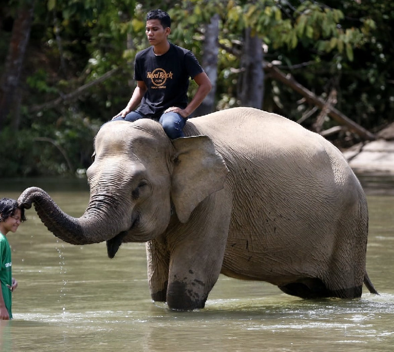 Seekor Gajah Sumatera Ditemukan Mati di Aceh Tengah