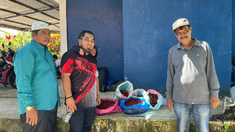 Panen Cabai di Disnakertrans, Pj Bupati Aceh Besar: Komitmen Pemkab Tekan Inflasi