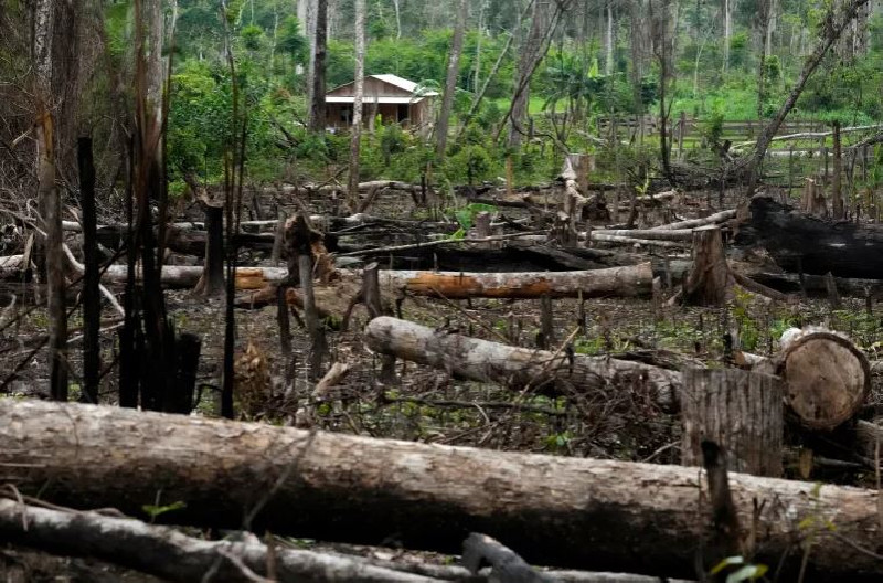Presiden Brasil Lula Umumkan Rencana Eliminasi Deforestasi Tahun 2030