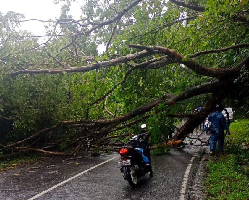 Akibat Angin Kencang, Pohon Tumbang Tutupi Jalan Nasional di Gunung Paroe