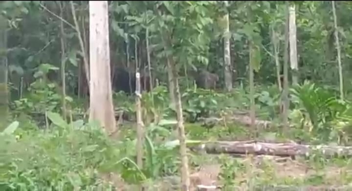 Kawanan Gajah Masih Berkeliaran di Kebun Warga Aceh Utara