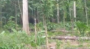 Kawanan Gajah Masih Berkeliaran di Kebun Warga Aceh Utara