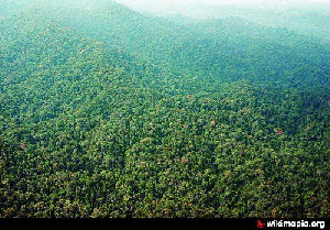 Hutan Ulu Masen Kemerdekaan Satwa Liar di Aceh