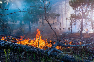 Kompensasi Korban Kebakaran Hutan New Mexico Capai Rp212 Miliar dan Terus Meningkat
