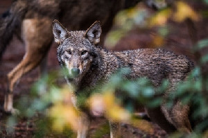 Penyelesaian Gugatan, AS Komitmen Lepasliarkan Lebih Banyak Serigala Merah di North Carolina