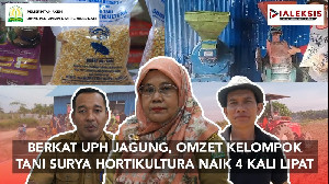 Berkat UPH Jagung Distanbun Aceh, Omzet Kelompok Tani Surya Hortikultura Naik 4 Kali Lipat