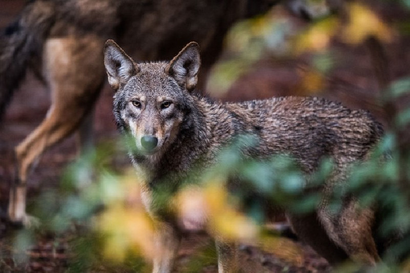Penyelesaian Gugatan, AS Komitmen Lepasliarkan Lebih Banyak Serigala Merah di North Carolina