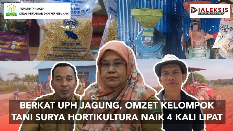 Berkat UPH Jagung Distanbun Aceh, Omzet Kelompok Tani Surya Hortikultura Naik 4 Kali Lipat