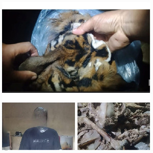 Polisi Berhasil Amankan Penjual Kulit Harimau di Aceh Tenggara