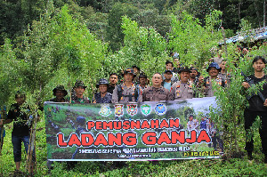 Tujuh Ribu Batang Ganja di Pegunungan Desa Pepelah Kabupaten Gayo Lues Dimusnahkan