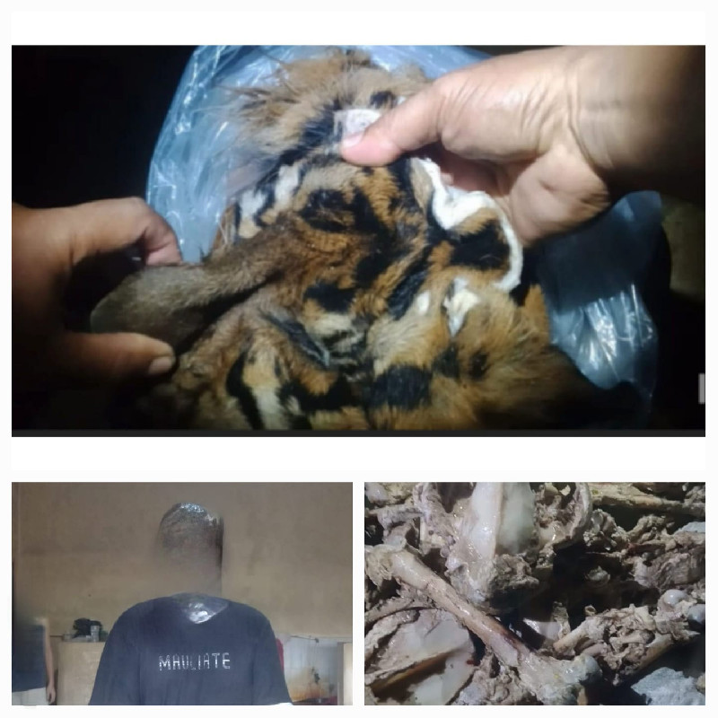 Polisi Berhasil Amankan Penjual Kulit Harimau di Aceh Tenggara