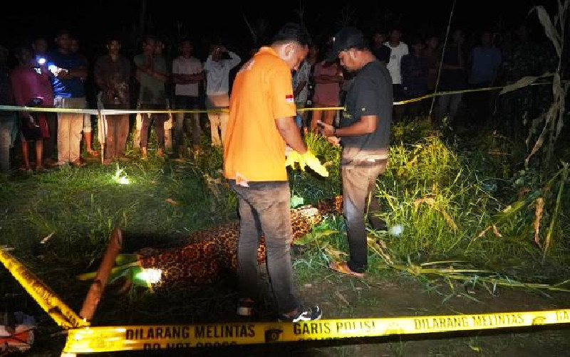 Warga Aceh Utara Meninggal di Kebun Jagung, Polres Aceh Timur Selidiki Penyebab Kematian