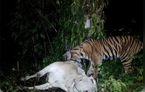 Tim BKSDA Aceh Usir Harimau Mangsa Sapi Milik Warga di Aceh Timur