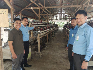 Jurus Maulidi Menjaga Pasokan Telur di Aceh