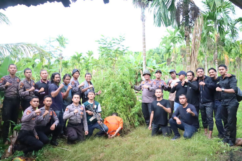 Lima Hektar Ladang Ganja di Sawang Aceh Utara Dimusnahkan