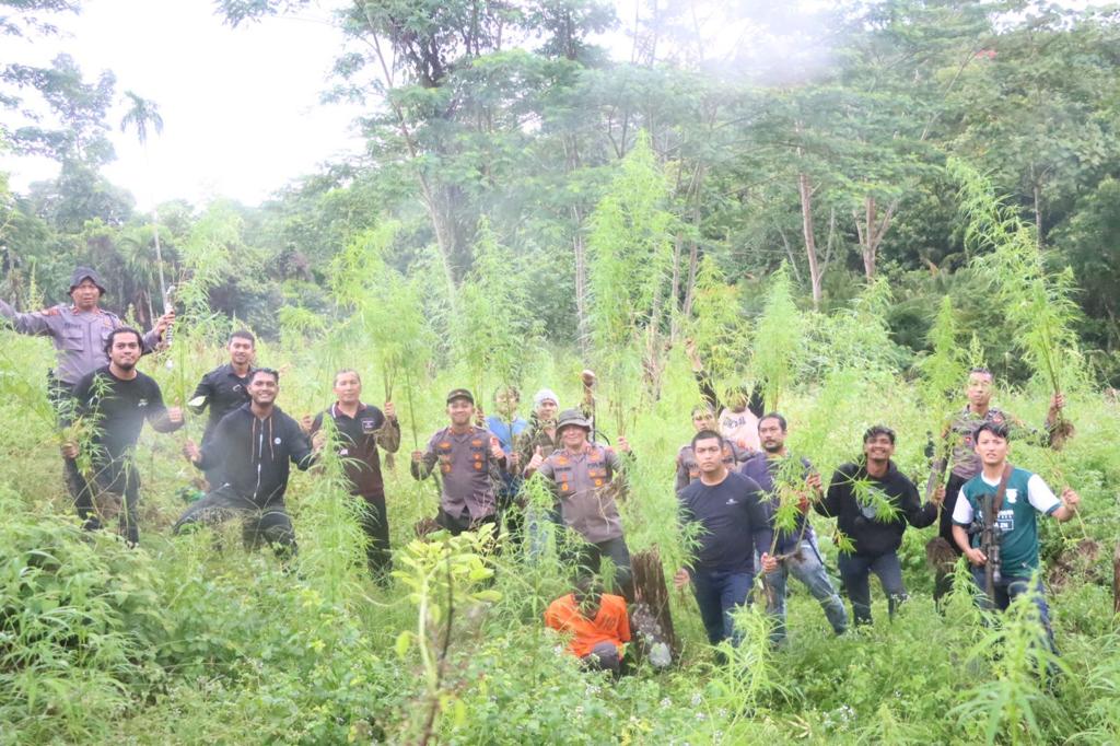 Polres Aceh Utara Kembali Musnahkan Ladang Ganja di Sawang