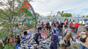 Aksi Komunitas Aceh Spearfishing Club Lelang Hasil Tangkapan Ikan Untuk Palestina