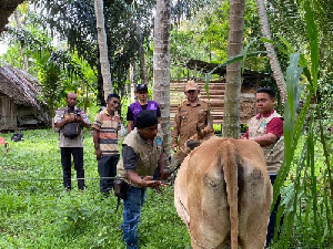 Kadistan Aceh Besar Imbau Peternak Tetap Waspada Terhadap PMK