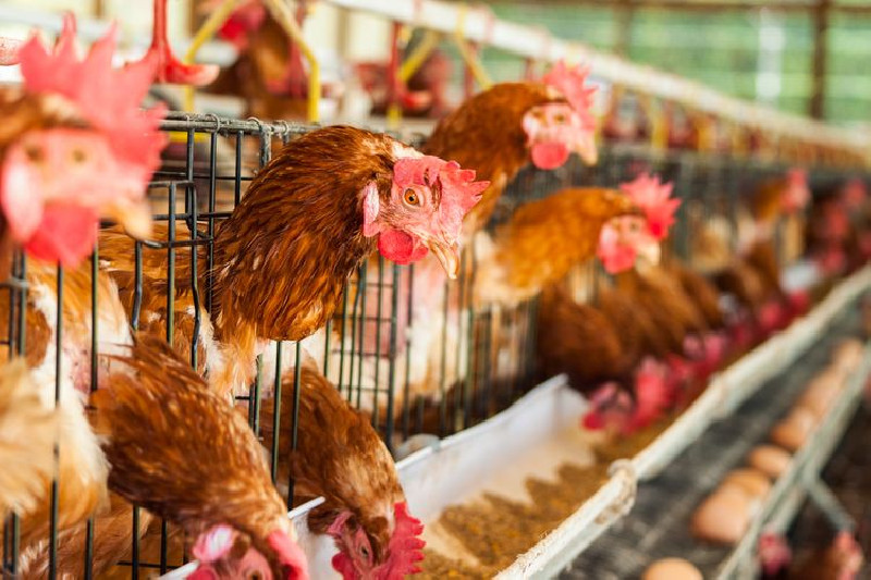 Flu Burung Terkonfirmasi, 1,2 Juta Ayam akan Disembelih di Peternakan Iowa
