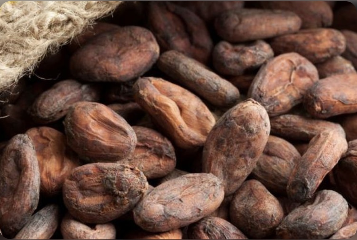 Harga Jual Biji Coklat Kering Rp 50 Ribu Per Kilogram di Aceh Utara
