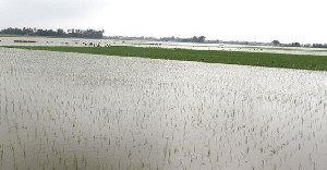 1809 Hektar Tanaman Padi di Aceh Utara Terendam Banjir