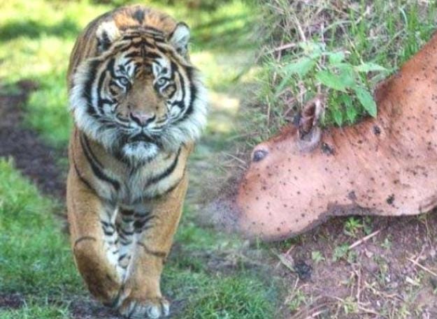Satu Ekor Kambing Warga Aceh Selatan Diduga Dimangsa Harimau