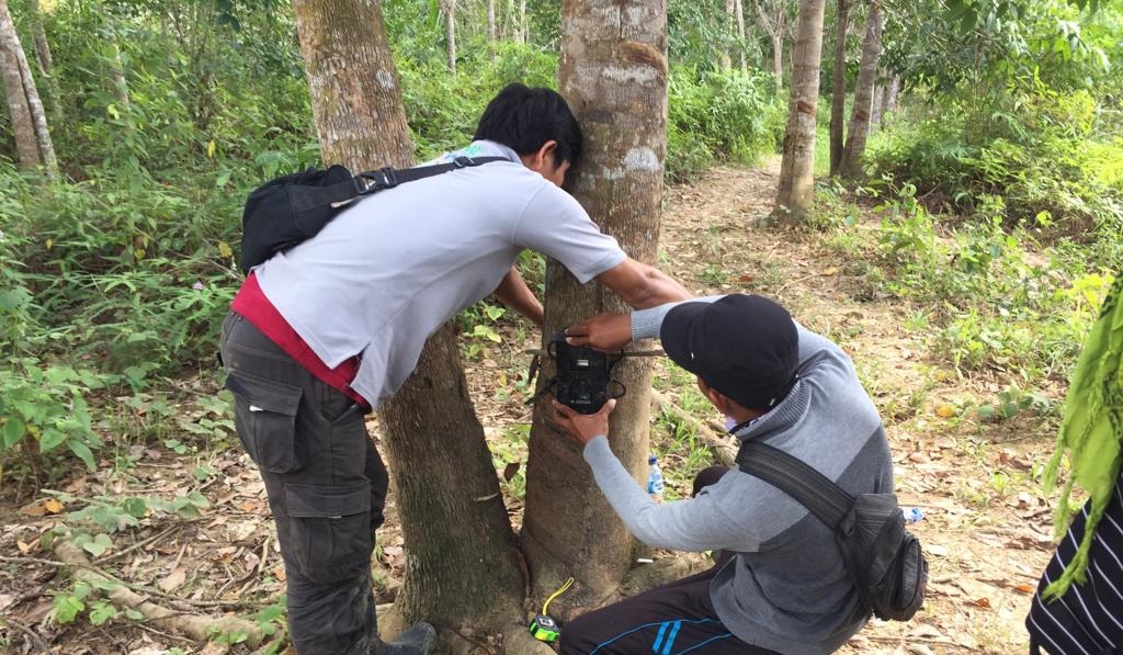 Harimau Terkam Ternak Warga Kluet Timur, BKSDA Turunkan Tim Ke Lokasi