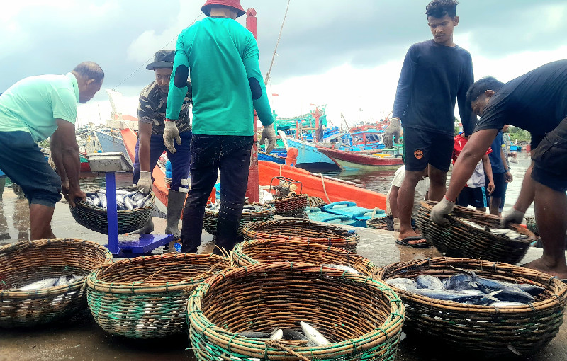Harga Ikan di Lampulo Banda Aceh Kembali Naik, Tongkol Rp15 Ribu Per Kg