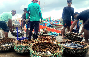 Harga Ikan di Lampulo Banda Aceh Kembali Naik, Tongkol Rp15 Ribu Per Kg