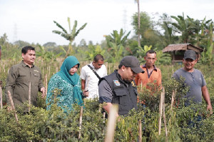 Pj Bupati Aceh Besar Panen Cabai dan Singkong Bersama Petani Kuta Cot Glie