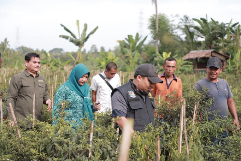 Pj Bupati Aceh Besar Panen Cabai dan Singkong Bersama Petani Kuta Cot Glie