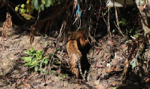 Harimau Sumatera 'Begu Kluti': Perjuangan untuk Kebebasan