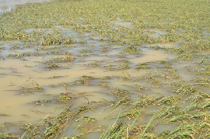 Lanjutkan Program, Petani Gagal Panen Akibat Banjir Bakal Terima Rp8 Juta/Hektare