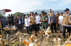 Mentan Amran Panen Jagung Perdana di Aceh