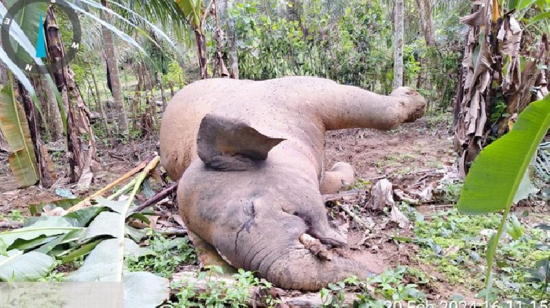 Gajah Liar Tersengat Listrik Ditemukan Tewas di Pidie Jaya, Aceh