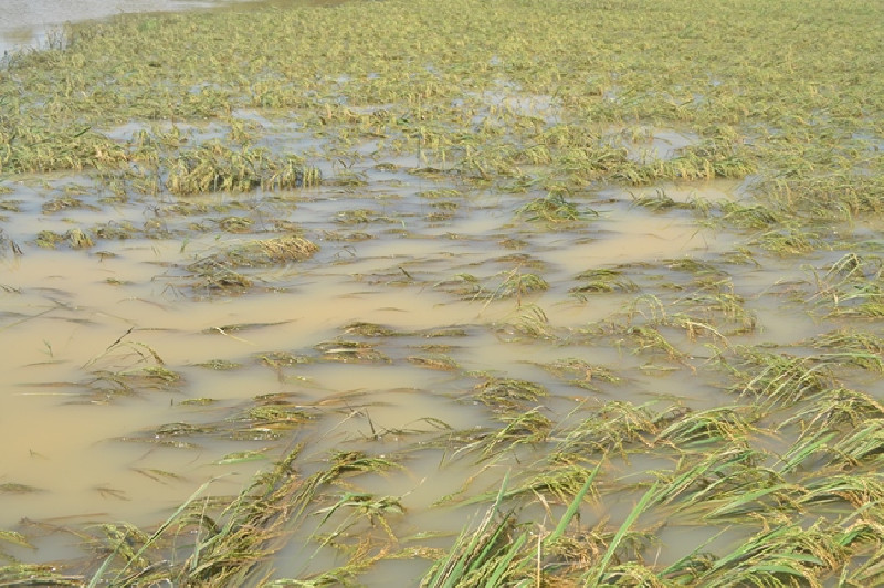 Lanjutkan Program, Petani Gagal Panen Akibat Banjir Bakal Terima Rp8 Juta/Hektare