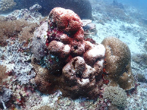KKP Kaji Fenomena Coral Bleaching, Waspadai Naiknya Suhu Air Laut