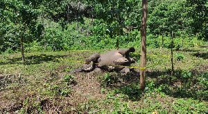 BKSDA Kirim Sampel Uji Laboratorium, Pastikan Penyebab Kematian Gajah Sumatra di Aceh