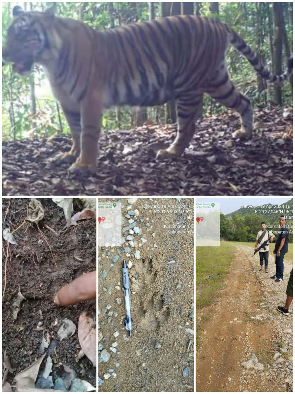 Peringatan di Aceh: Jejak Harimau Terlihat, Warga Diminta Tetap Waspada