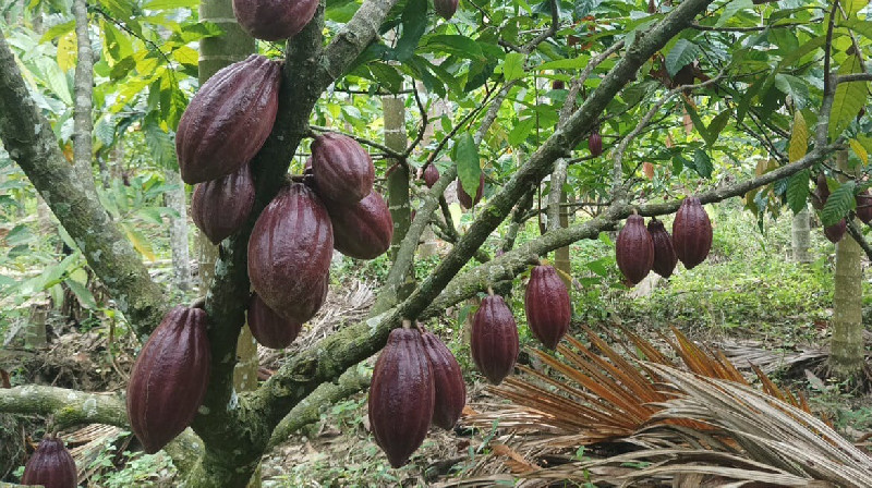 Harga Biji Kakao di Aceh Meroket Dua Kali Lipat Tembus Rp150.000 per Kg