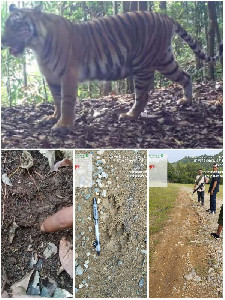 Peringatan di Aceh: Jejak Harimau Terlihat, Warga Diminta Tetap Waspada