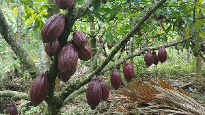 Harga Biji Kakao di Aceh Meroket Dua Kali Lipat Tembus Rp150.000 per Kg